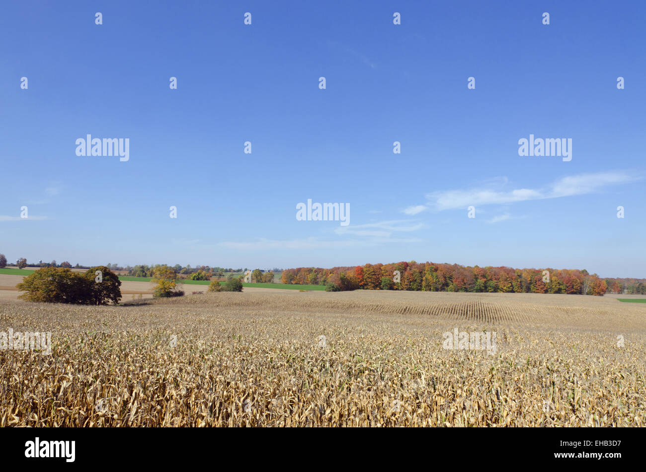 Field of corn Stock Photo