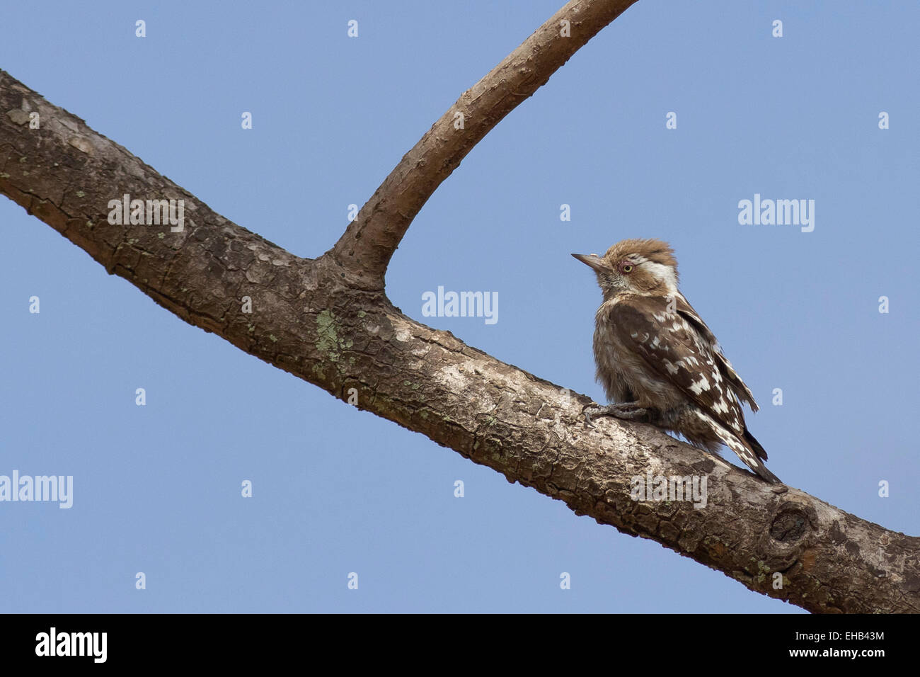Brown-capped Pygmy Woodpecker (Dendrocopos nanus), Shoolpaneshwar Wildlife Sanctuary, Near Rajpipla, Gujarat, India Stock Photo