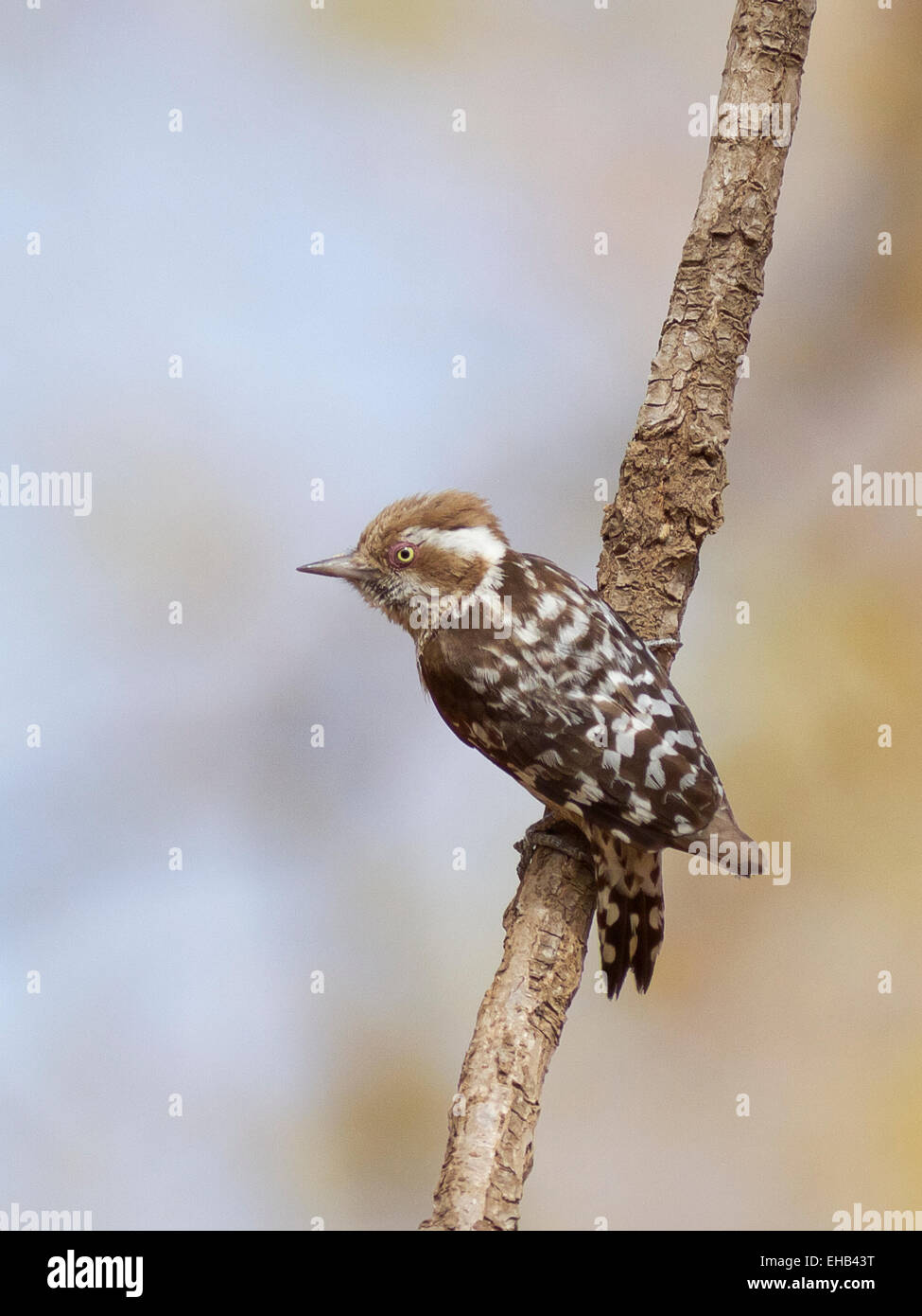 Brown-capped Pygmy Woodpecker (Dendrocopos nanus), Shoolpaneshwar Wildlife Sanctuary, Near Rajpipla, Gujarat, India Stock Photo