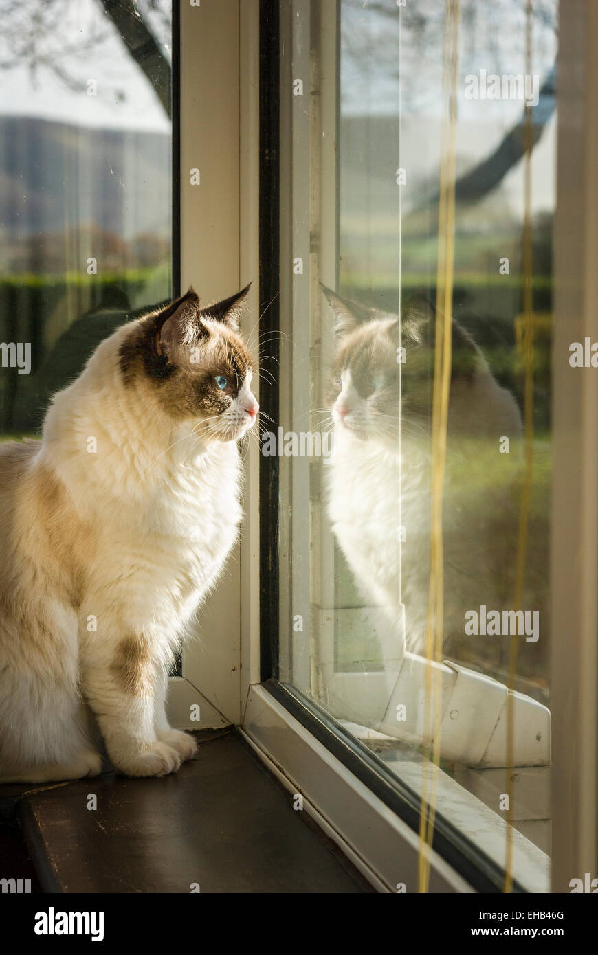 Ragdoll cat on window shelf looking out into the garden Stock Photo