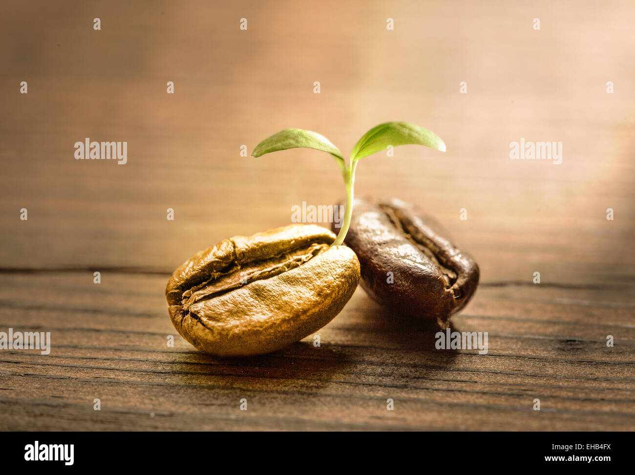 Coffee bean sprout Stock Photo
