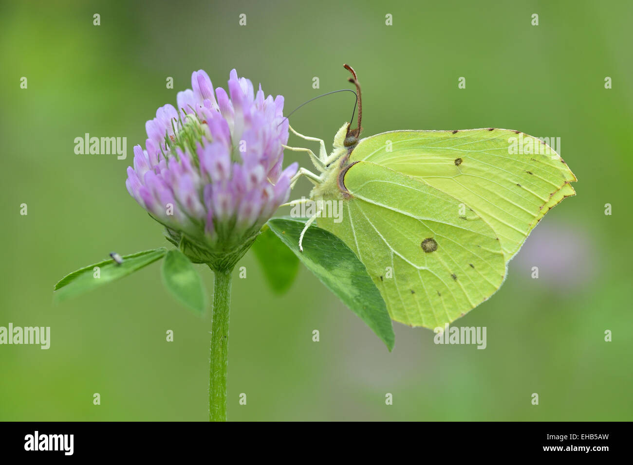 Common Brimstone Stock Photo