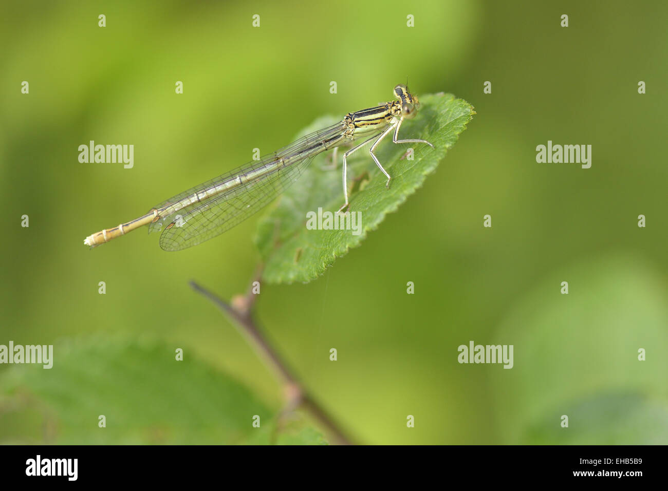 White legged damselflies hi-res stock photography and images - Alamy