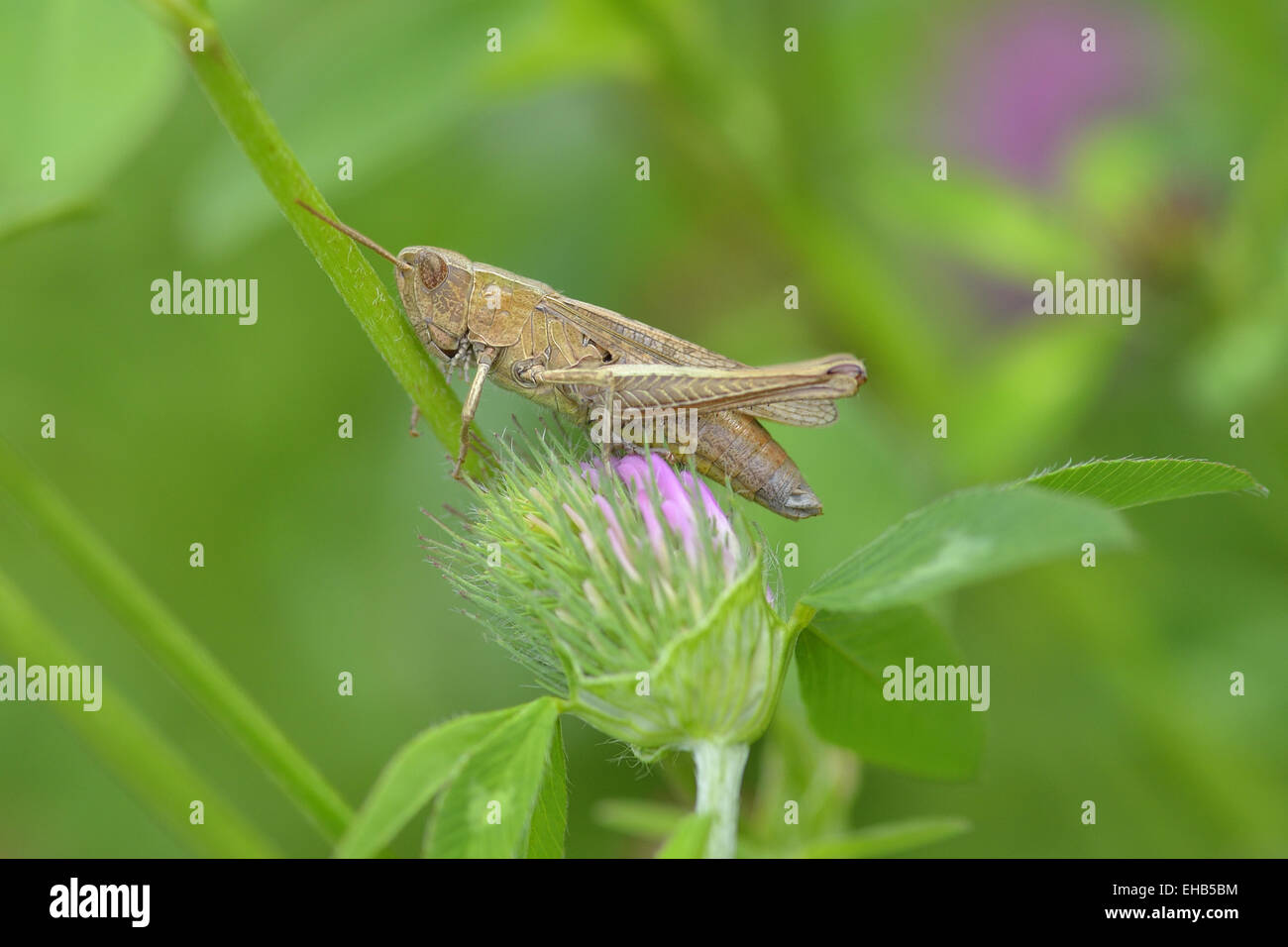 Meadow grasshopper Stock Photo