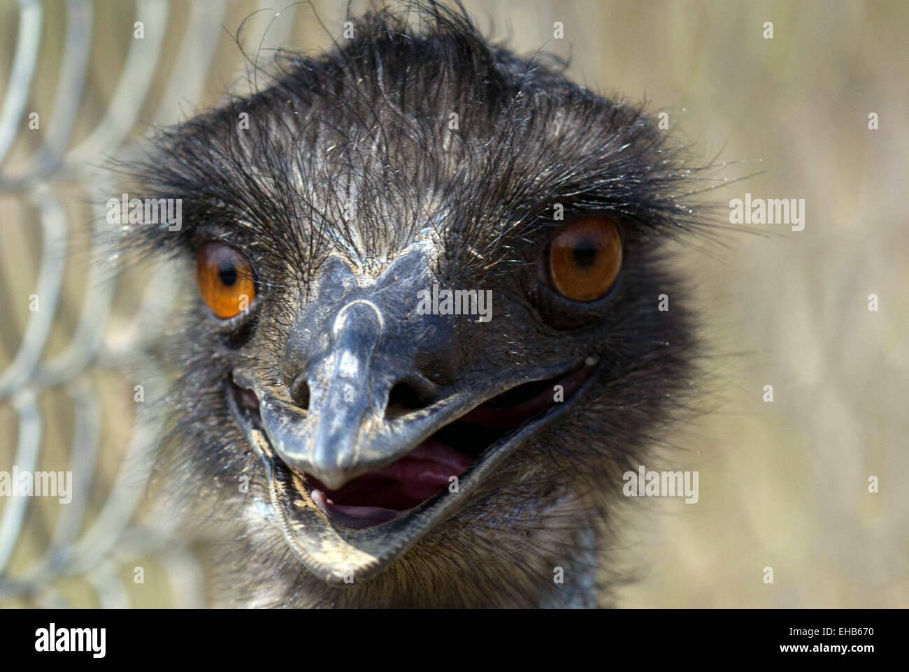 Australian emu meat hires stock photography and images Alamy