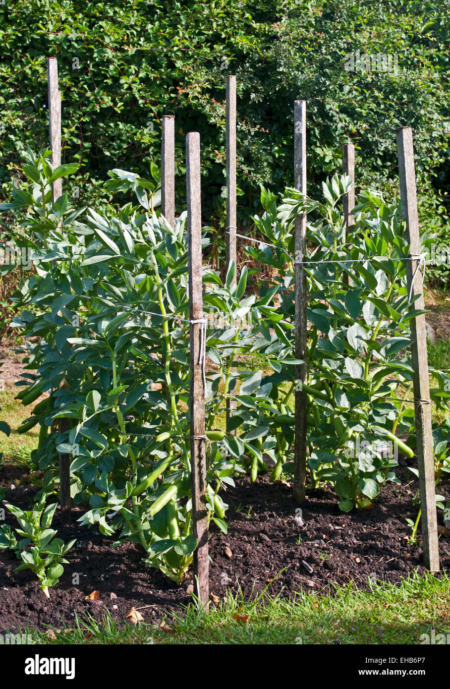 Small double row of Broad Beans variety Meteor Vroma supported by wooden stakes growing in vegetable plot in domestic garden Stock Photo