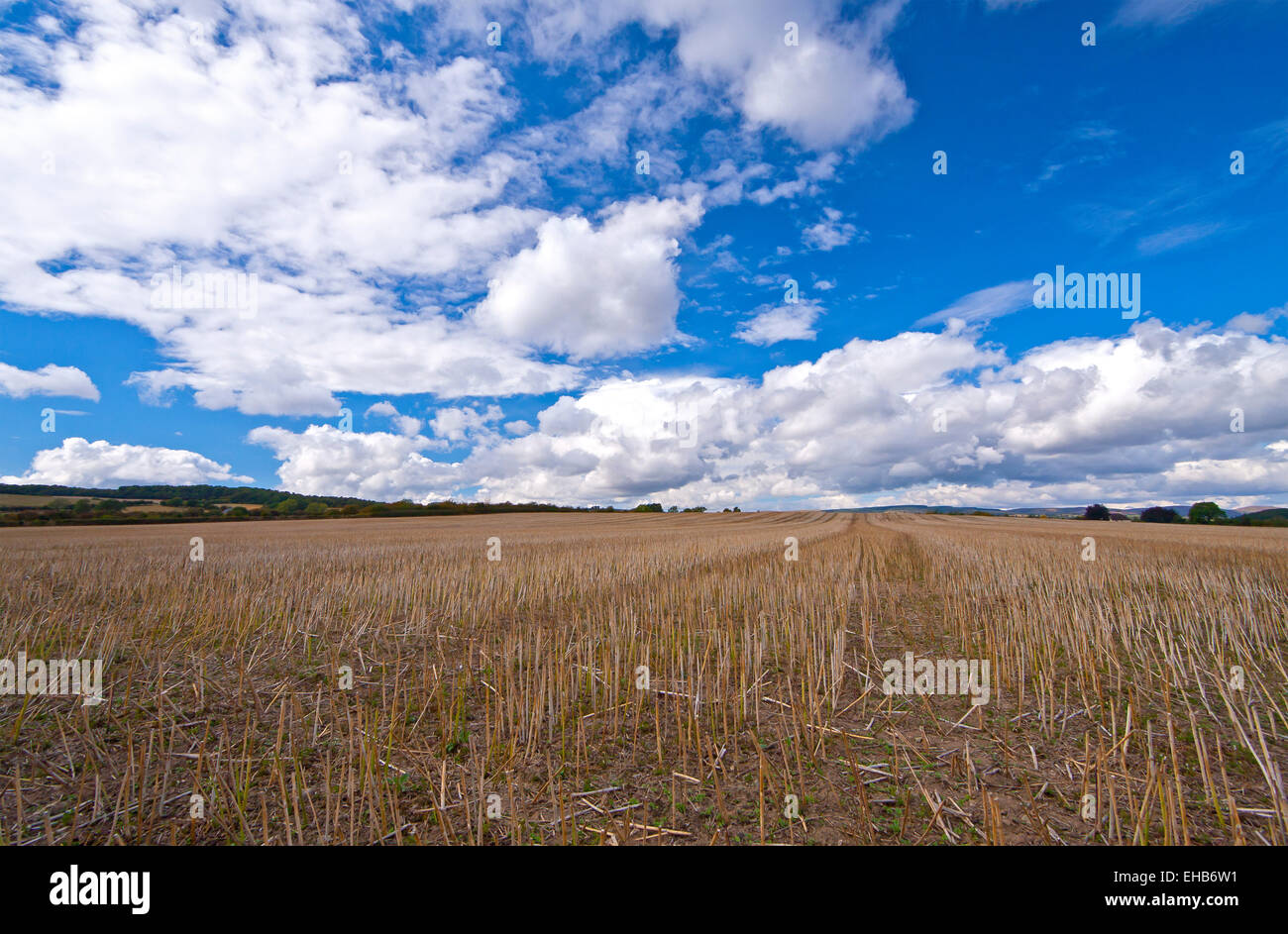 After the harvest, a wheatfield in Autumn, Shropshire, UK Stock Photo