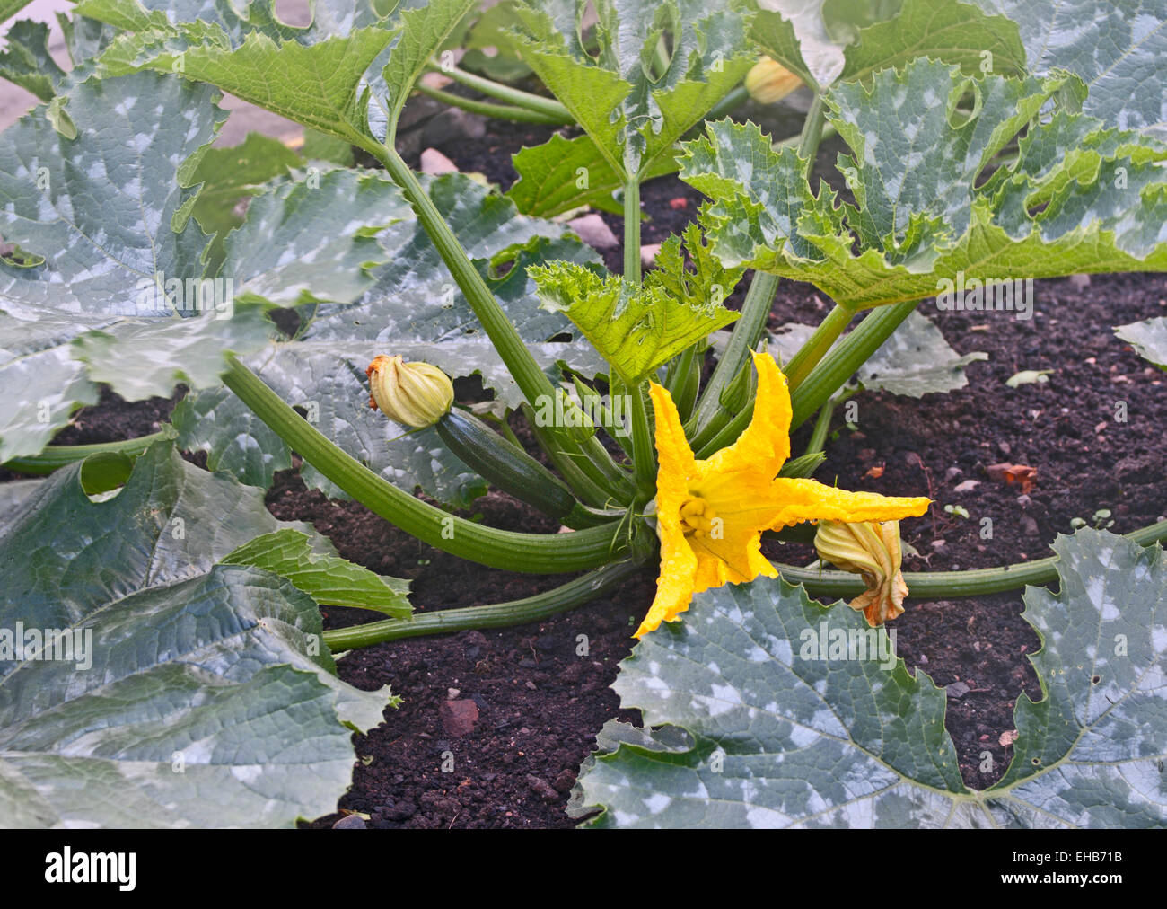 Courgette plant with flower, buds and ripening fruit growing in