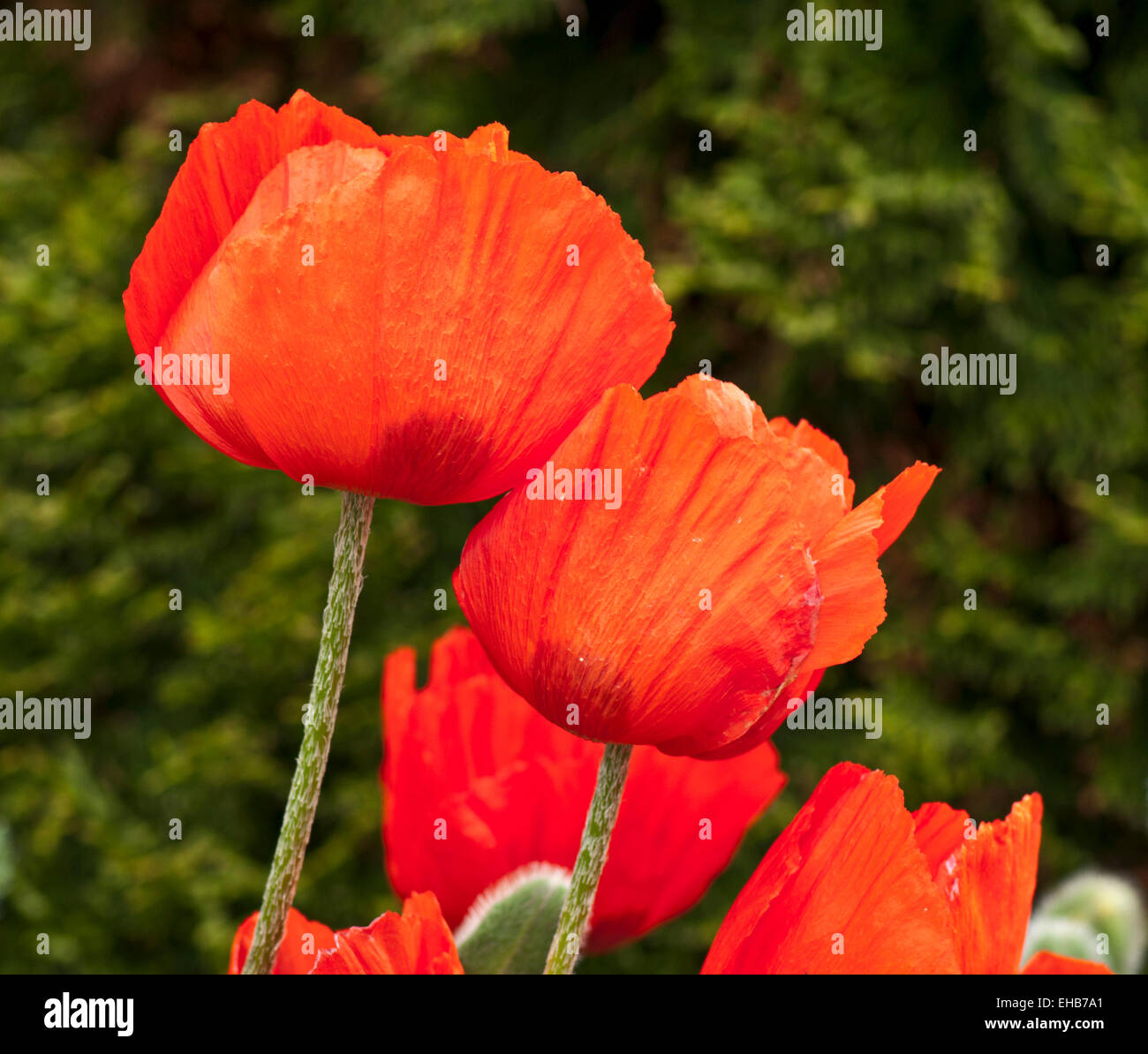 Close-up of bright orange red oriental poppies in flower in garden against background of green evergreen shrub, England UK Stock Photo