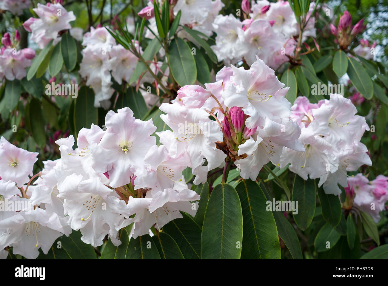 Rhododendron loderi Game Chick in flower Stock Photo