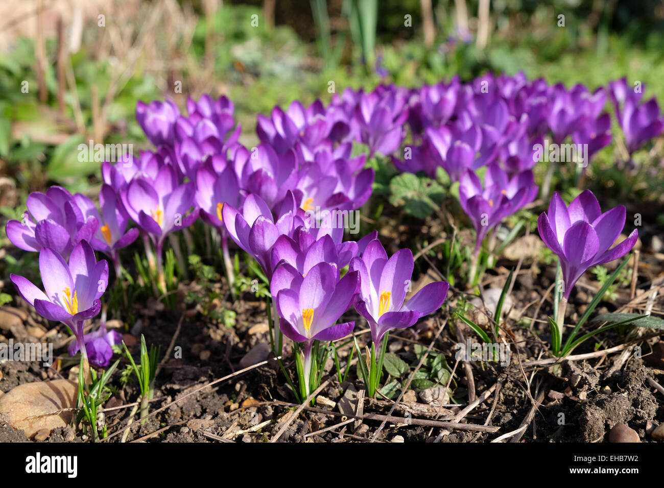 Crocuses flowering in the spring sunshine Stock Photo - Alamy