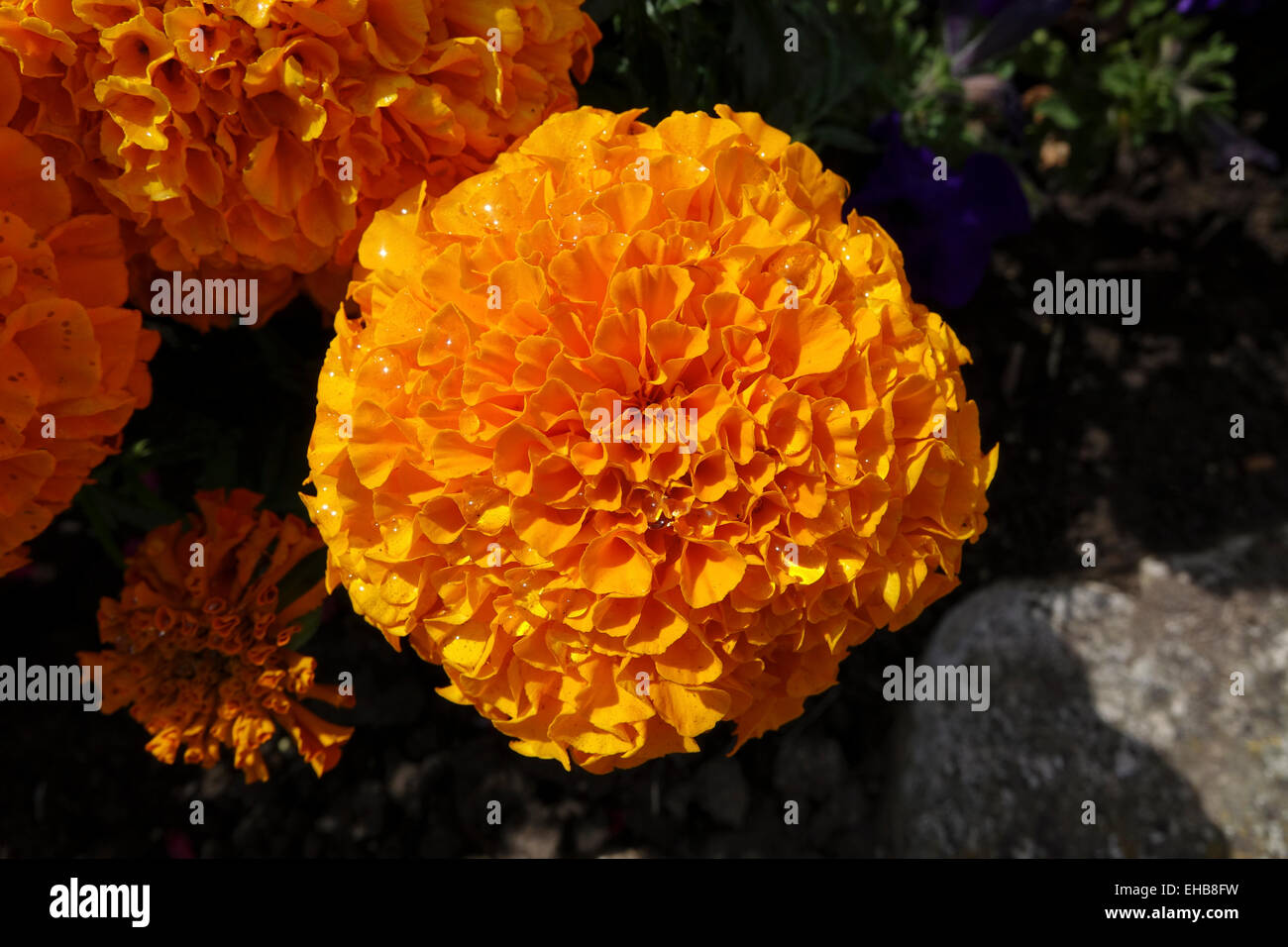 A yellow Africam Marigold in bright sunlight Stock Photo