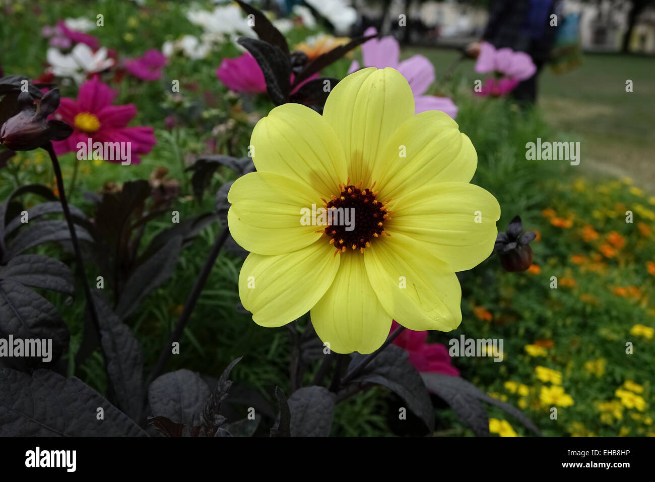 Yellow Dahlia in full flower Stock Photo