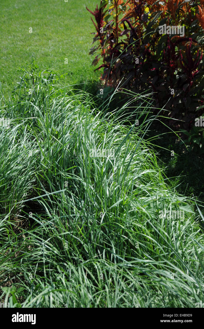 Tall wheatgrass Stock Photo