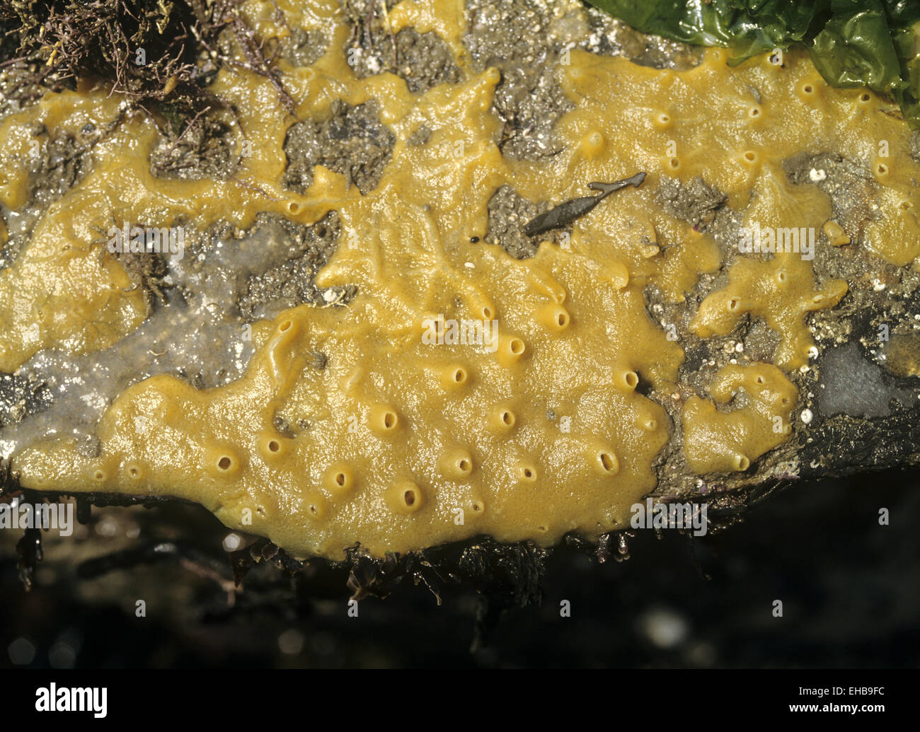 Breadcrumb Sponge - Halichondria panicea Stock Photo