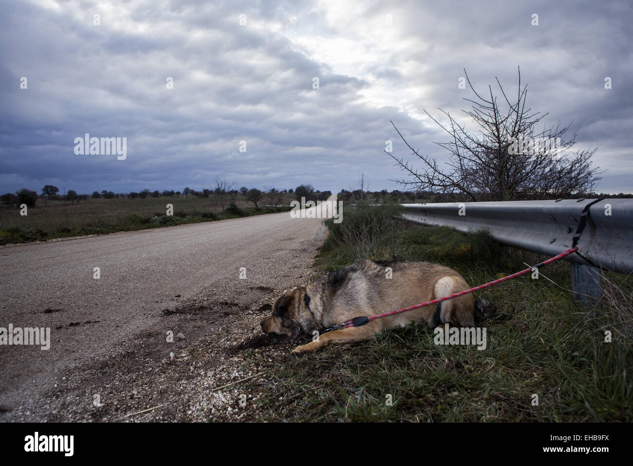 Abandoned Dog Tied with a Leash on a Guard Rail Stock Photo