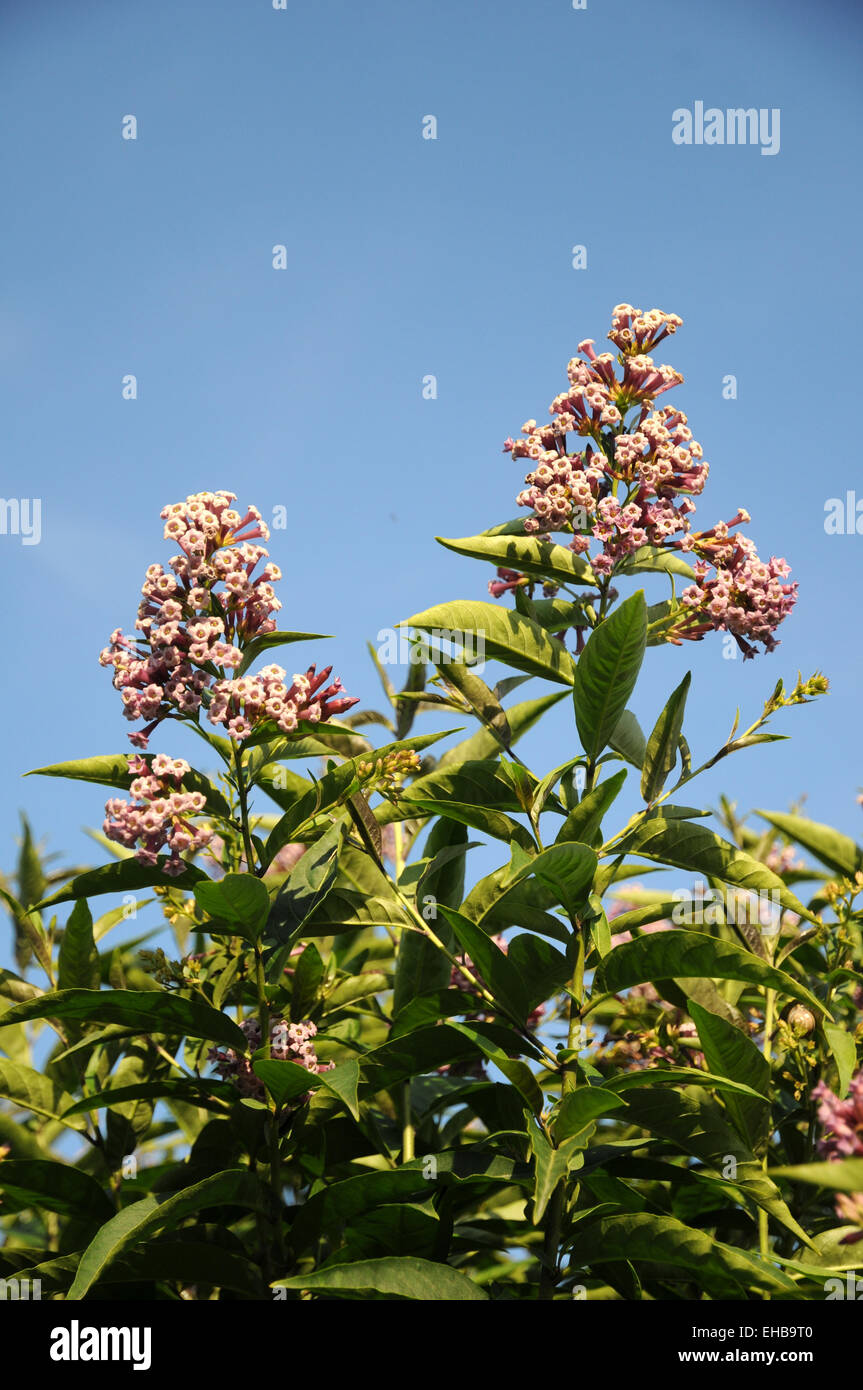 Red cestrum Stock Photo