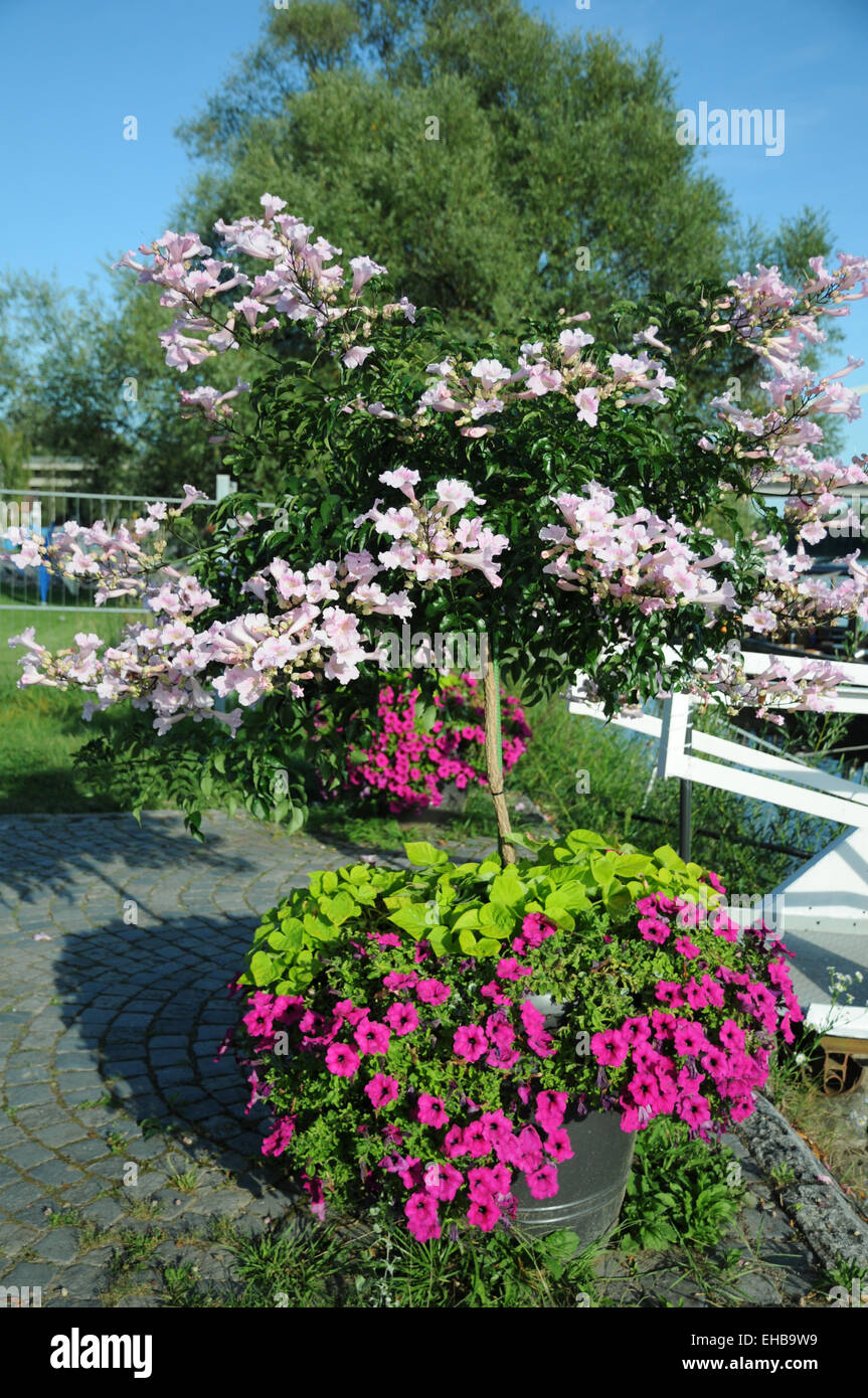 Bower vine Stock Photo