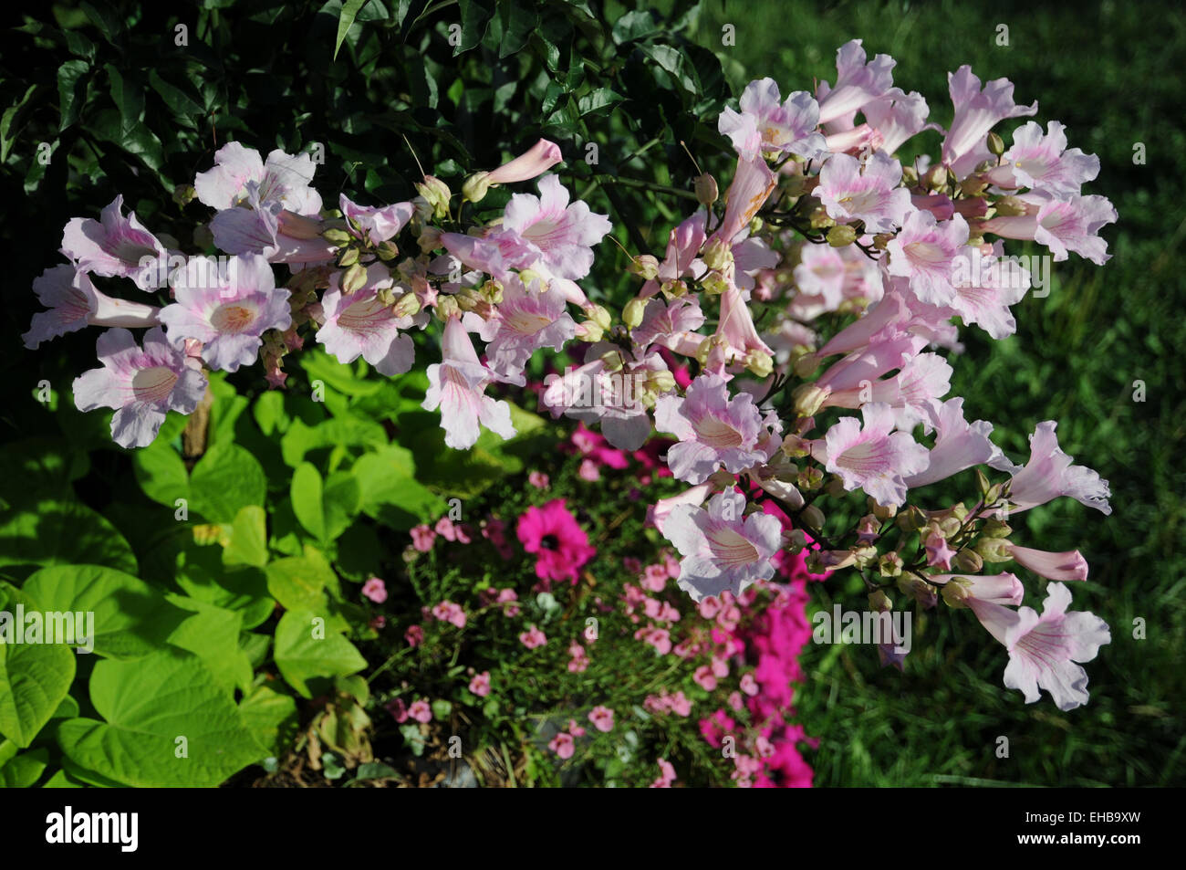 Bower vine Stock Photo