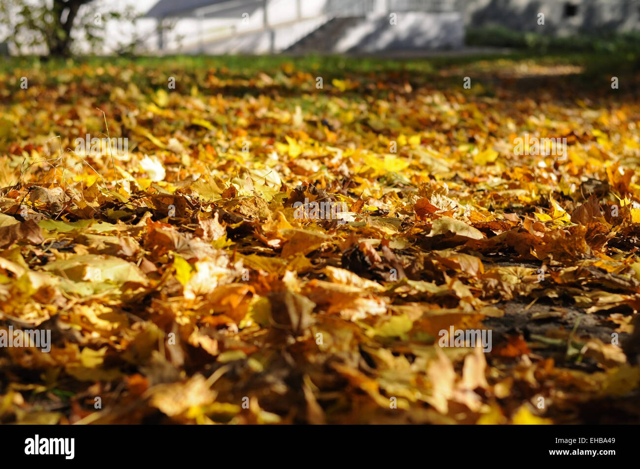 Fallen maple leaves on the ground Stock Photo - Alamy