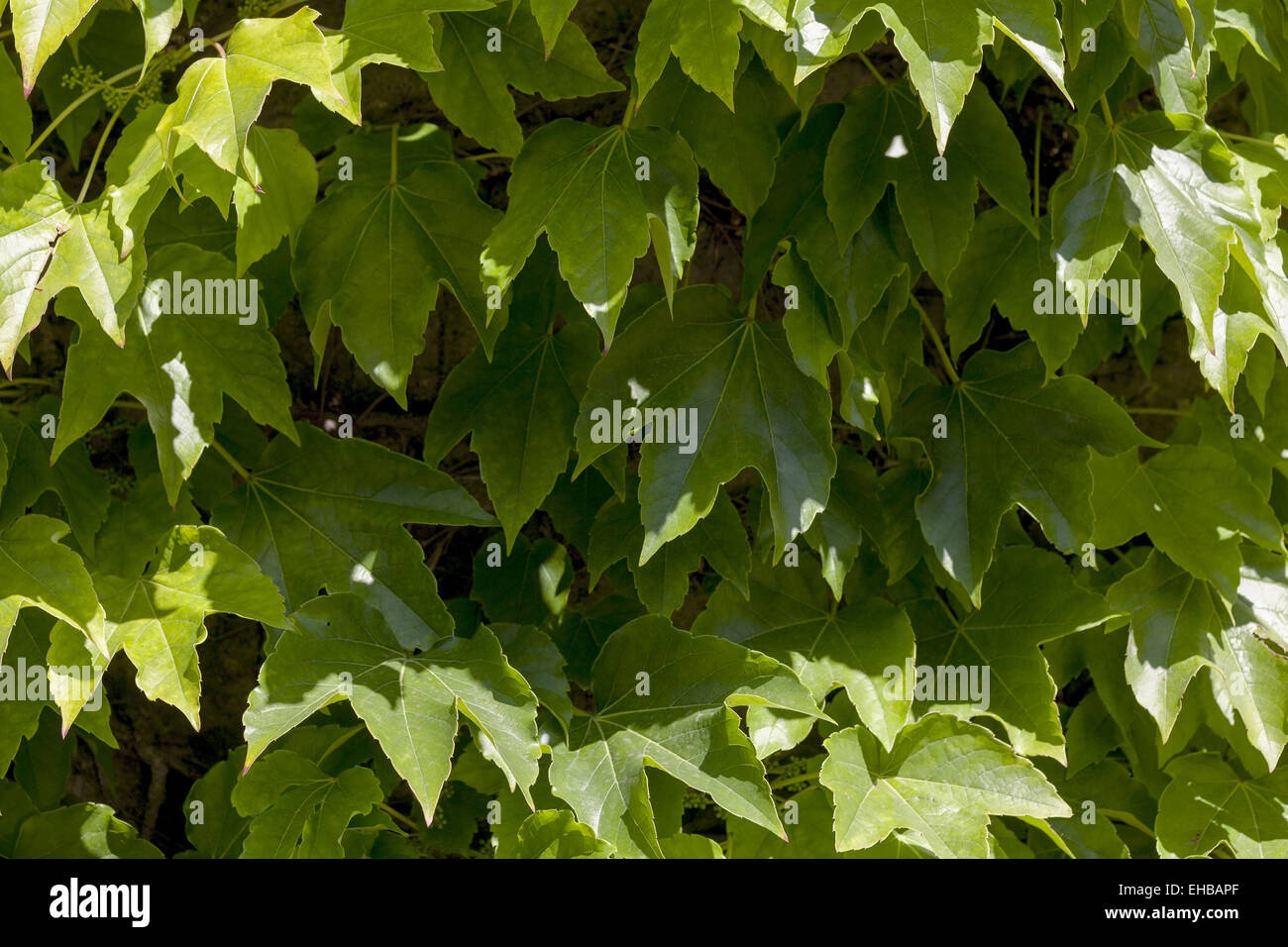vine leaves Stock Photo
