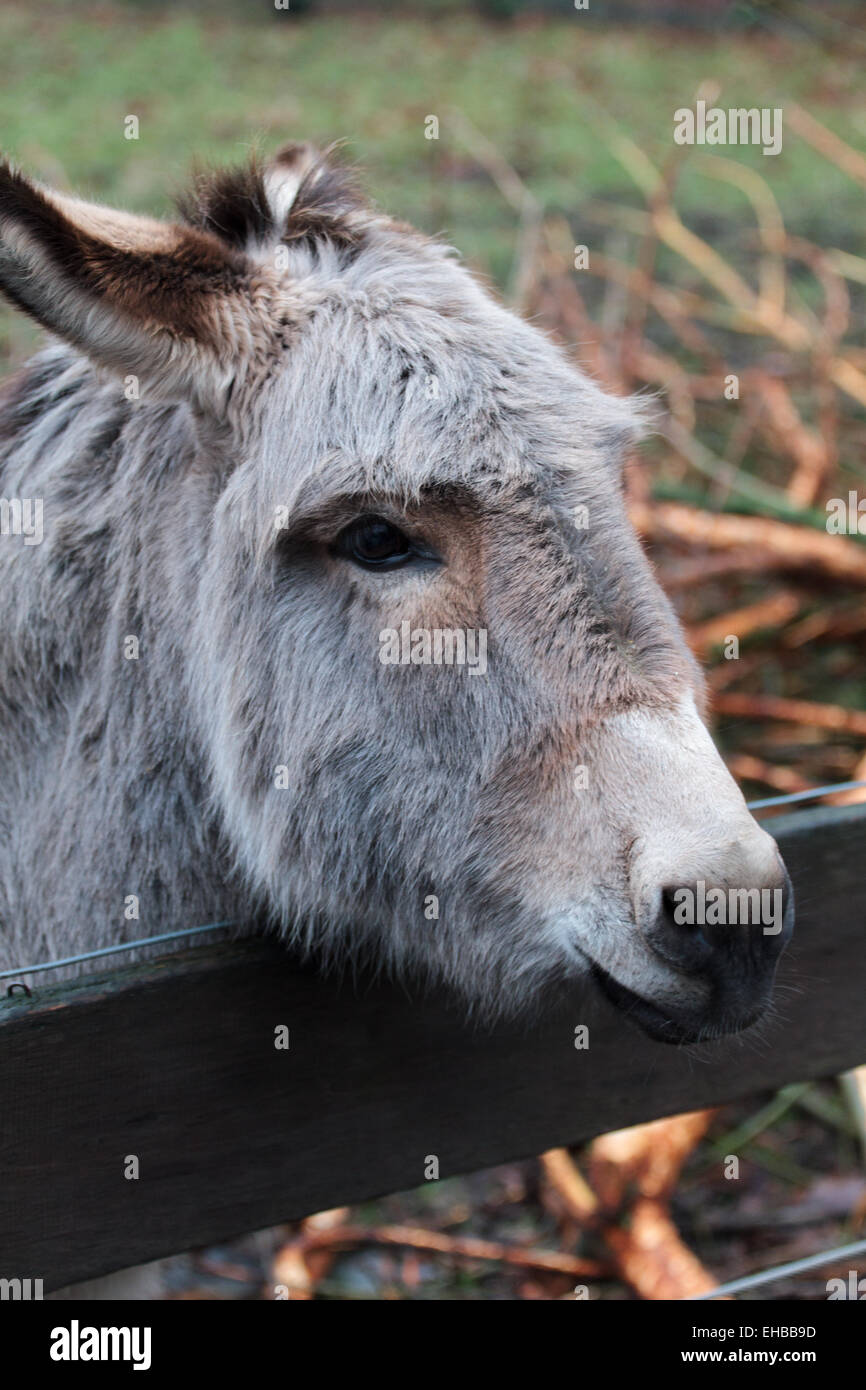 Donkey behind a fence Stock Photo Alamy