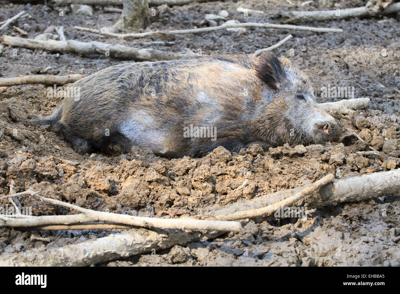 Boar resting in the mud Stock Photo
