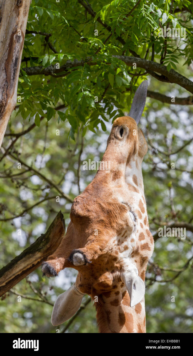 Giraffe with tongue to the branches Stock Photo