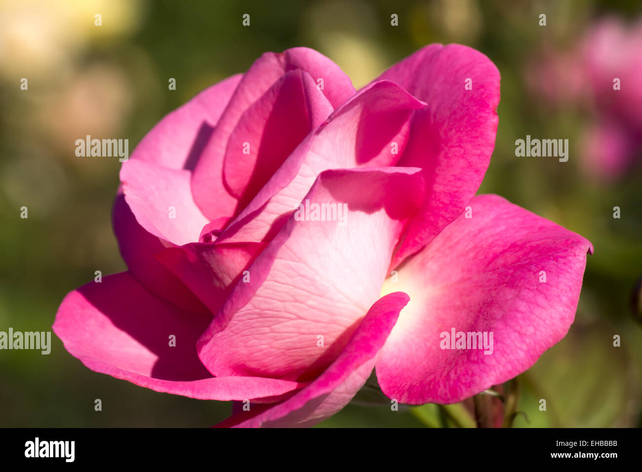 White-pink rose flower Stock Photo