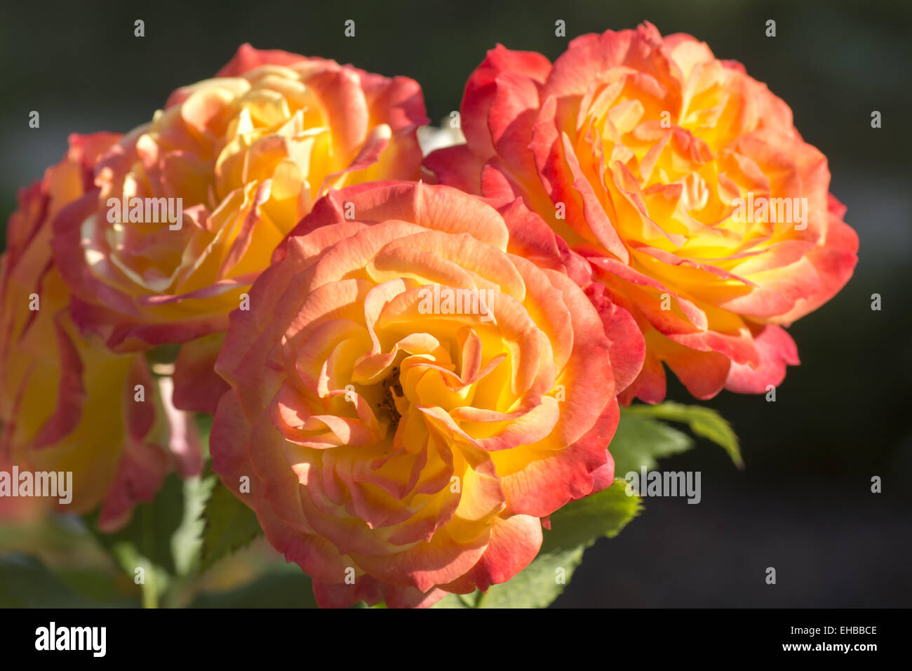 Redyellow rose flower Stock Photo Alamy