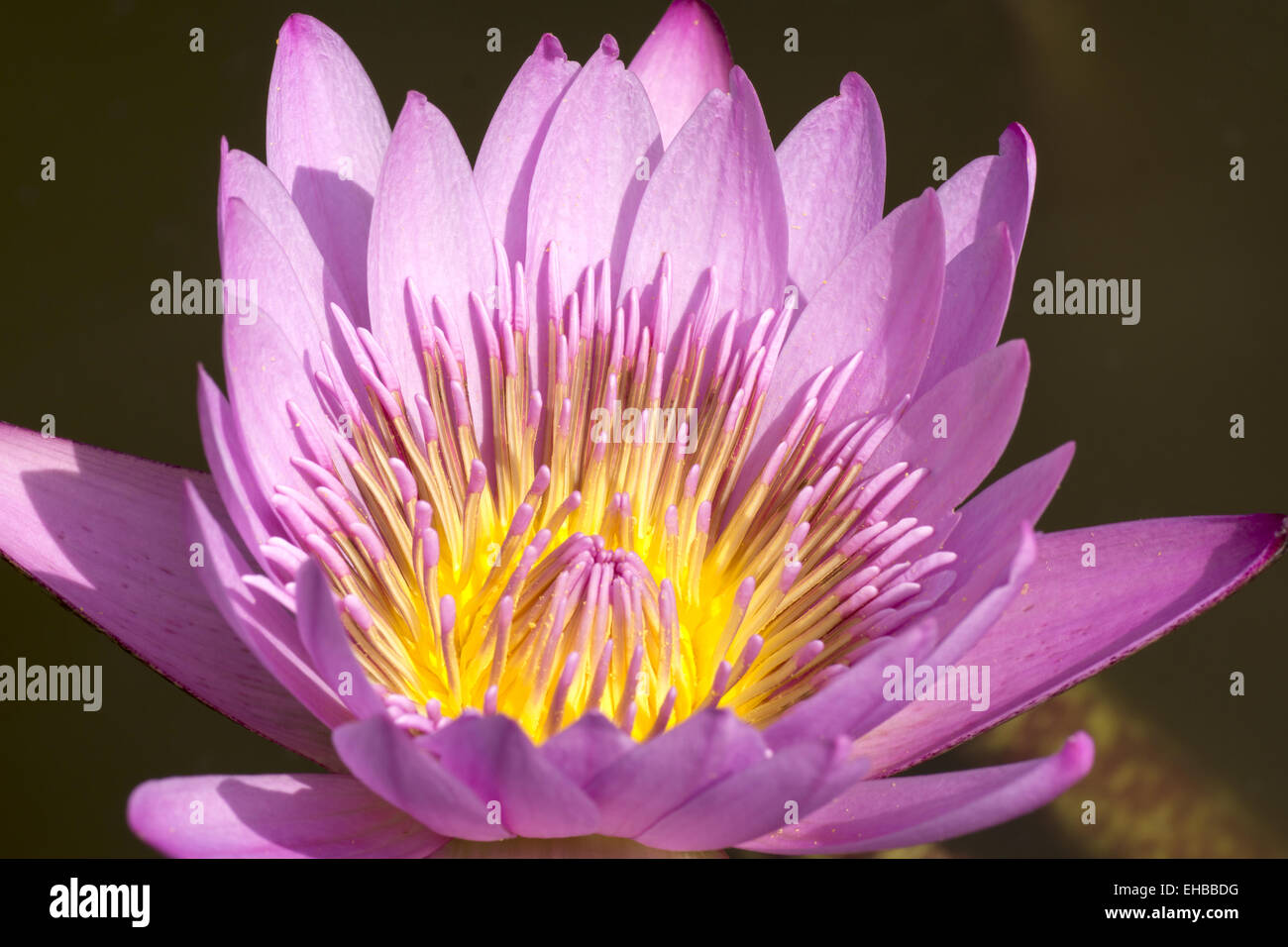 Water Lily, nymphaeaceae Stock Photo