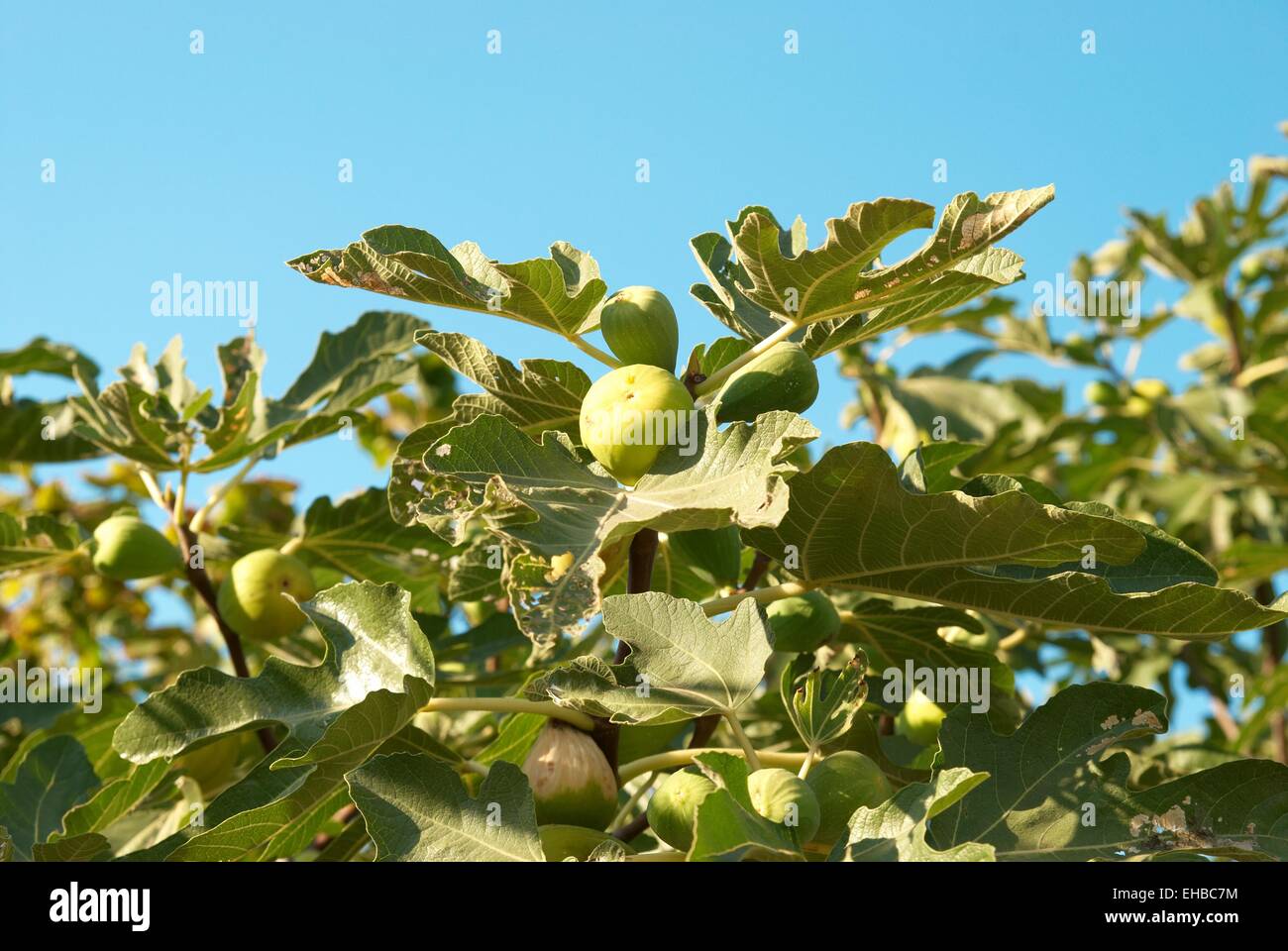 Fig tree with the blue sky background Stock Photo - Alamy