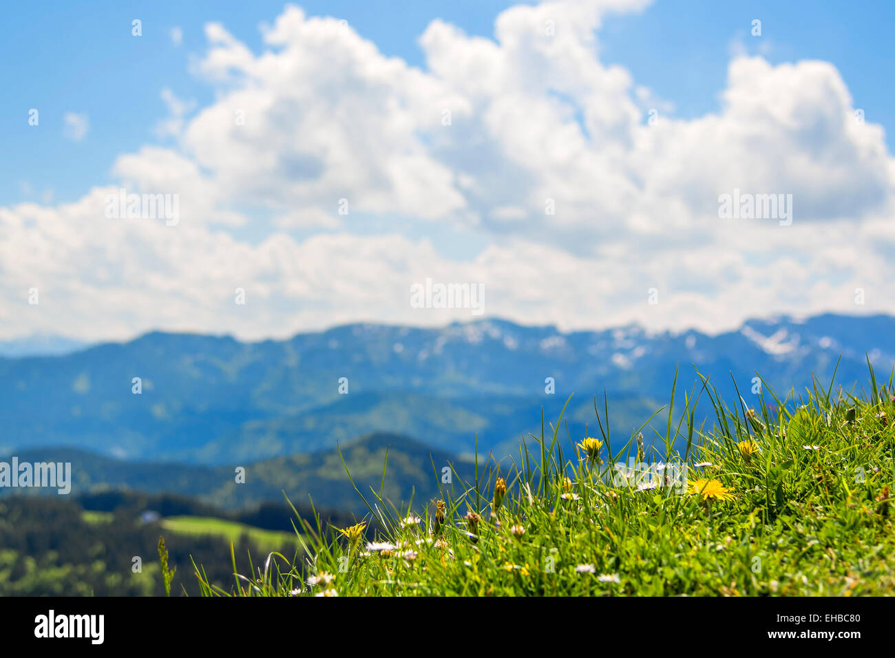 Grean meadow with flowers and alps with clouds in background with free space Stock Photo