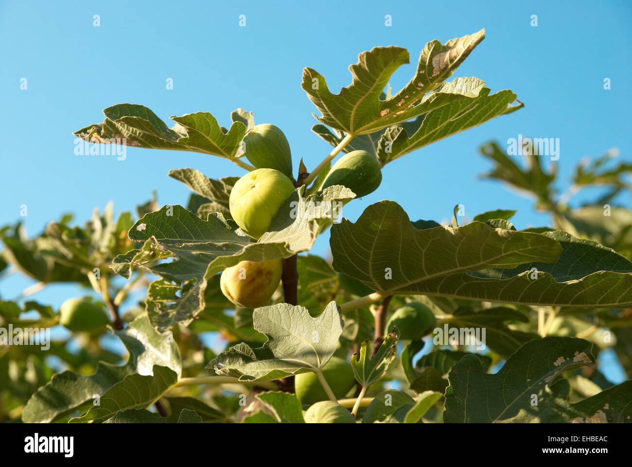 Fig tree with the blue sky background Stock Photo - Alamy
