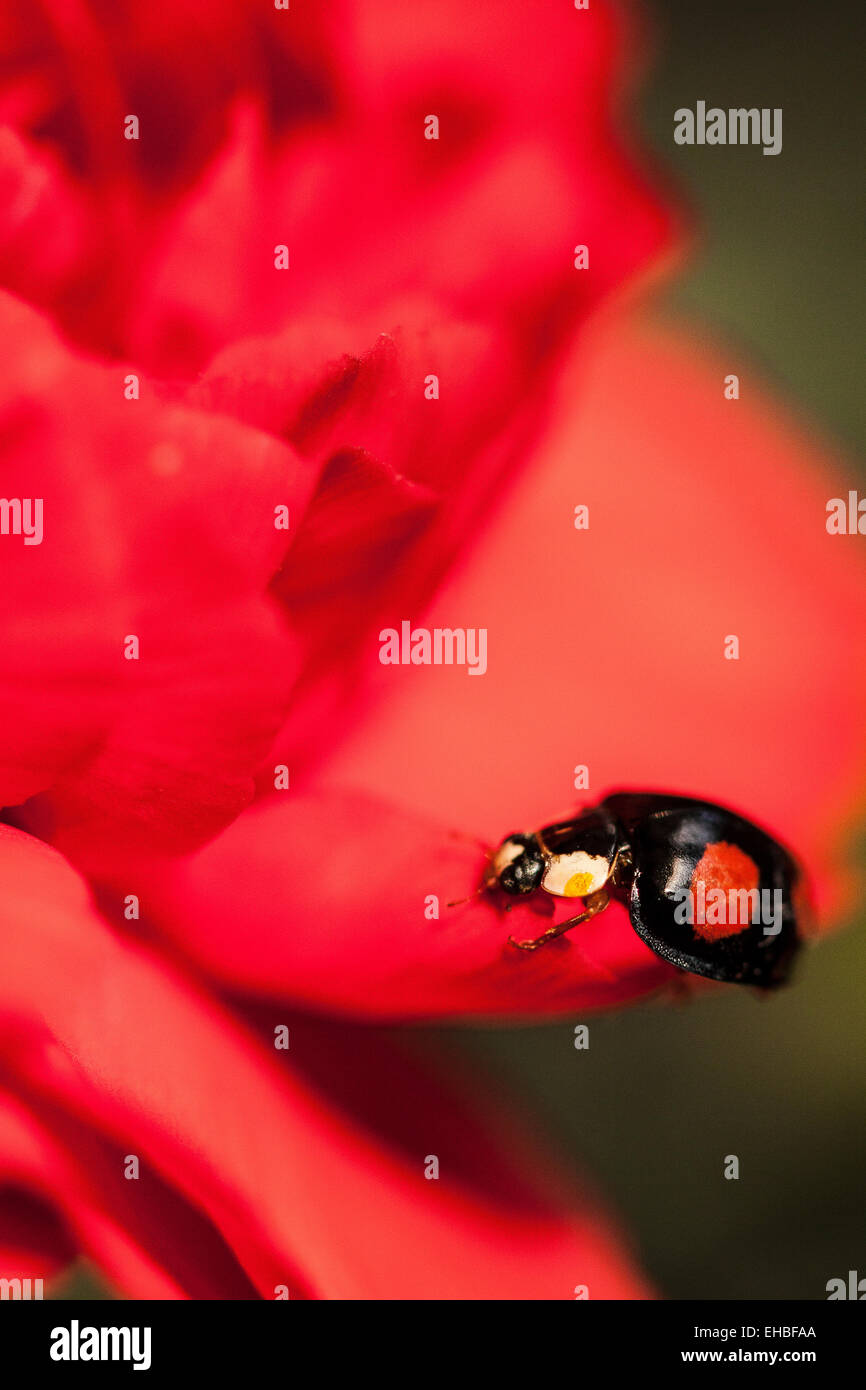 Harlequin Ladybird on a Carnation portrait Stock Photo