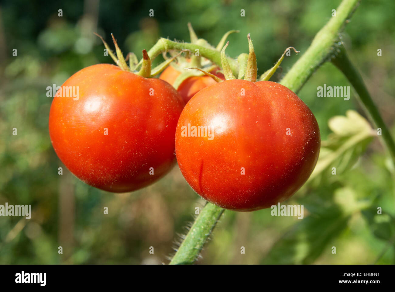 Red tomatoes with green leaves on the bush Stock Photo - Alamy