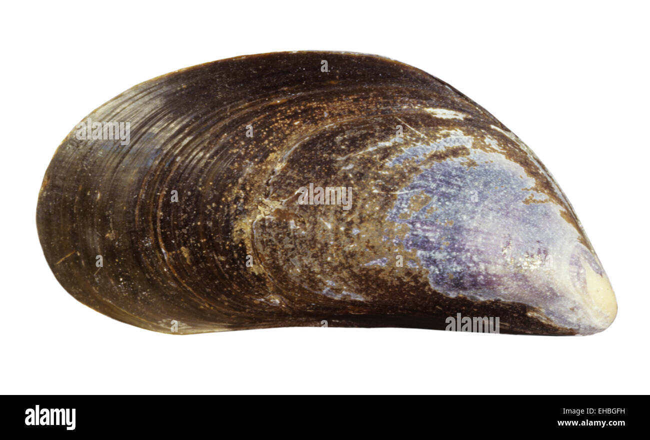 Common Mussel - Mytilus edulis Stock Photo