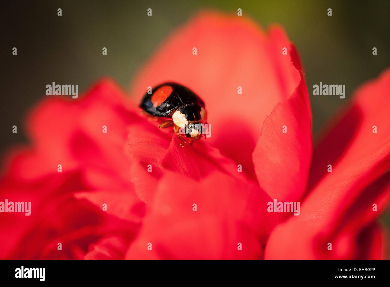 Harlequin Ladybird on a Carnation 4 Stock Photo