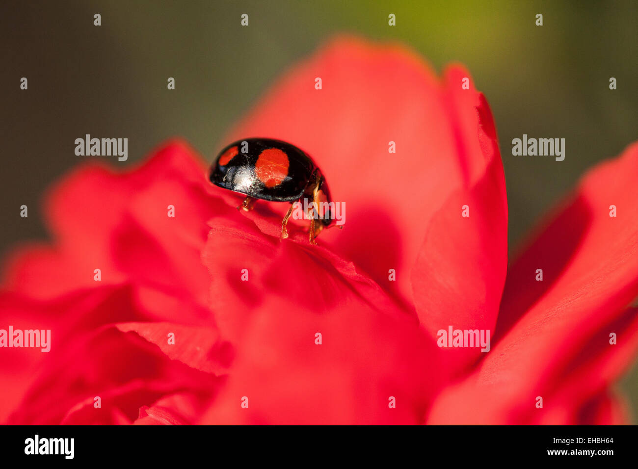 Harlequin Ladybird on a Carnation 3 Stock Photo