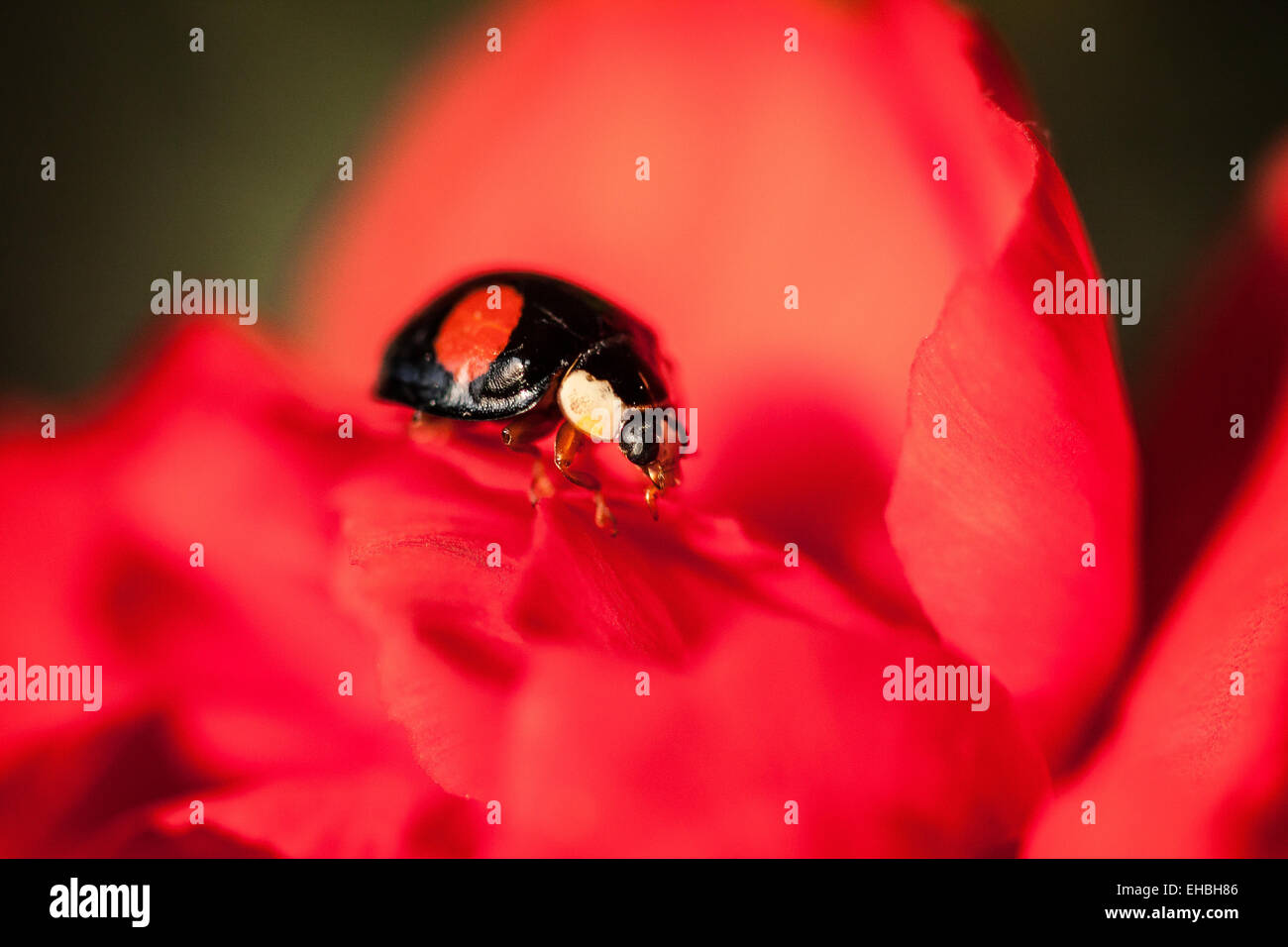Harlequin Ladybird on a Carnation 2 Stock Photo