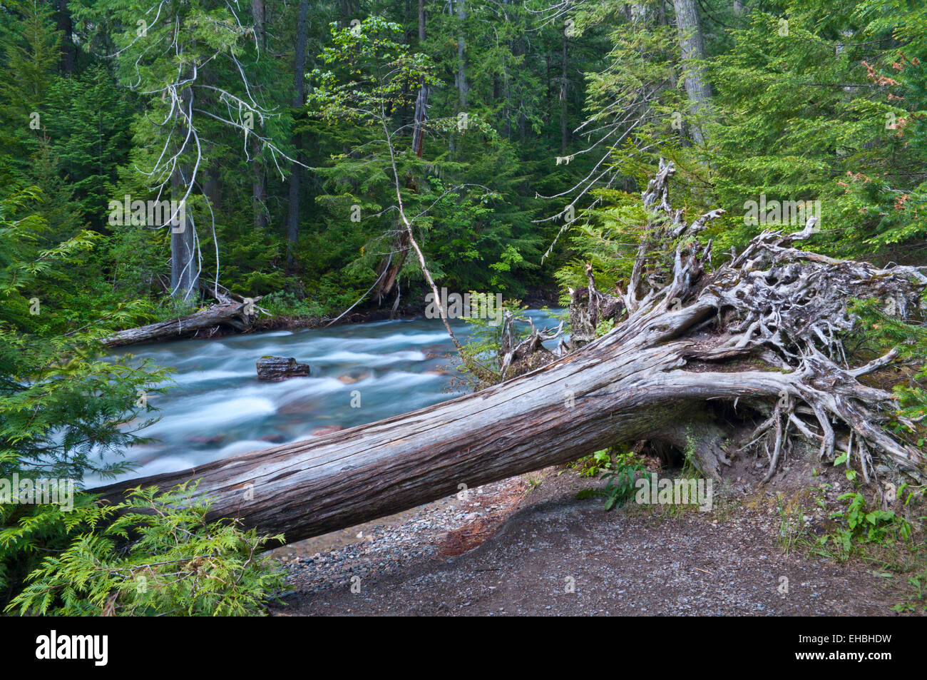 Avalanche Creek with fallen tree in foreground, Glacier National Park, United States. Stock Photo