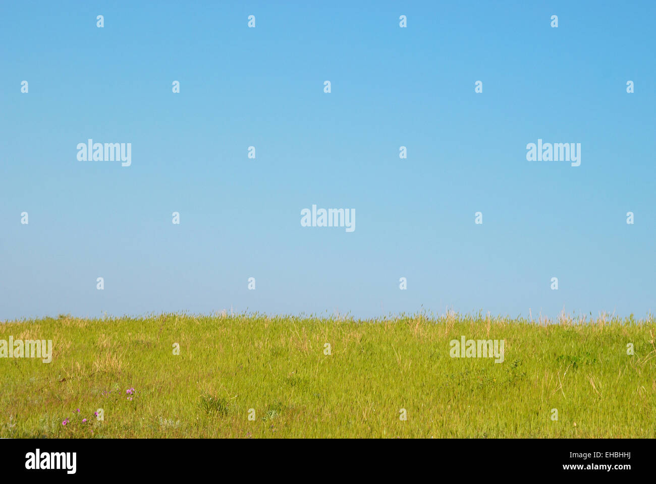 Green grass with blue sky and clouds Stock Photo - Alamy