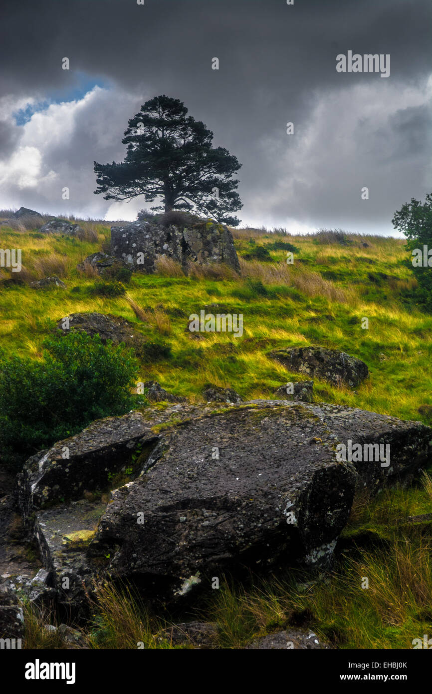 Granite rock outcrops on a hillside in Snowdonia Wales Stock Photo Alamy