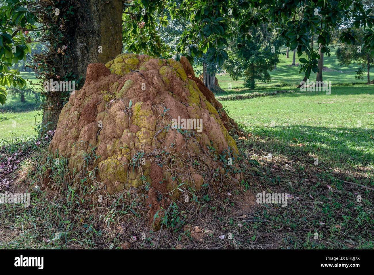 A termite mound, ubiquitous in East Africa, near a built-up area in Entebbe, Uganda. Stock Photo