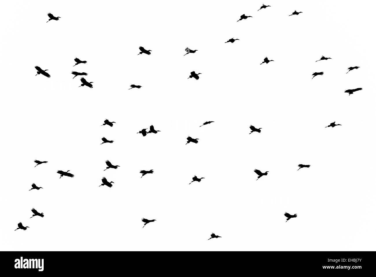 A graphical composition of a flock of storks, silhouetted against the sky. Stock Photo