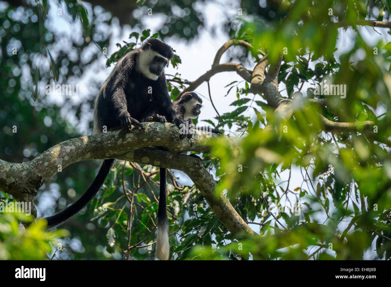 A black and white (Abyssinian) colobus monkey (mantled guereza) and her offspring up a tree. Stock Photo