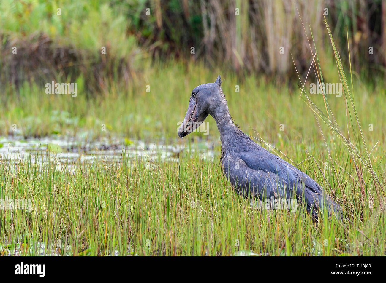 A shoebill, whalehead or shoe-billed stork stood absolutely still in Mabamba Swamp, Uganda. Horizontal format with copyspace. Stock Photo