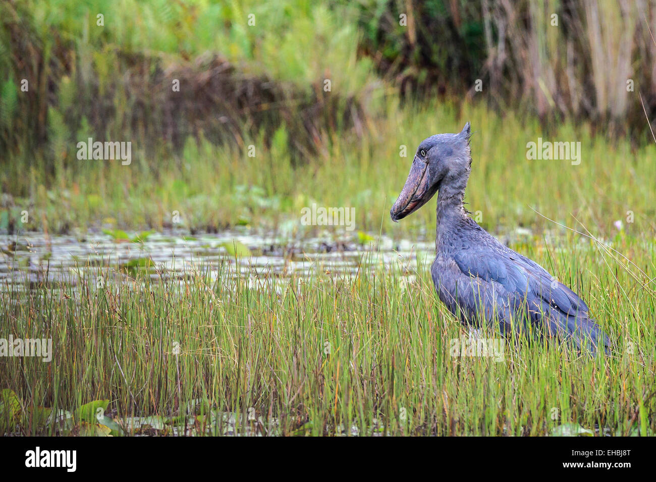 a shoebill, whalehead or shoe-billed stork stood absolutely still in Mabamba Swamp, Uganda. Horizontal format with copyspace. Stock Photo