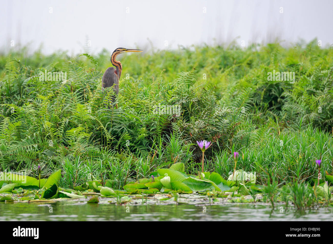 A goliath heron stood in the grasses of Mabamba Swamp, Uganda. Horizontal format with copyspace. Stock Photo