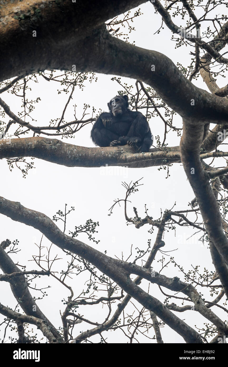 Adult a male chimpanzee sat high in a tree in Kibale Forest, Uganda. Vertical format with copyspace. Stock Photo